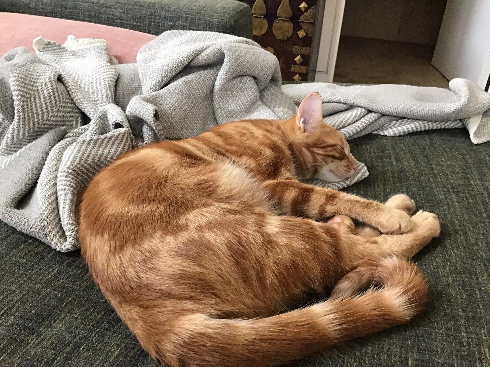 Lost cat in San Diego, CA, 92103
