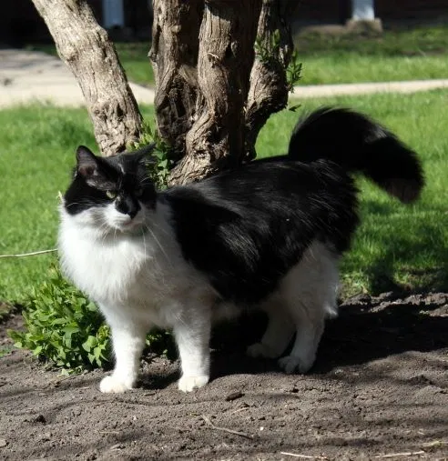 Lost cat in Arlington Heights, IL, 60004
