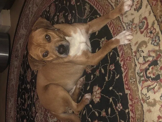 Lost dog in Howell, MI, 48843
