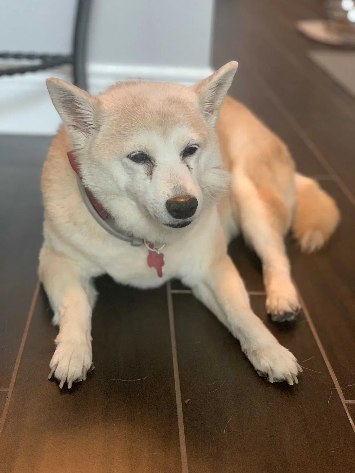Lost dog in Odessa, FL, 33556