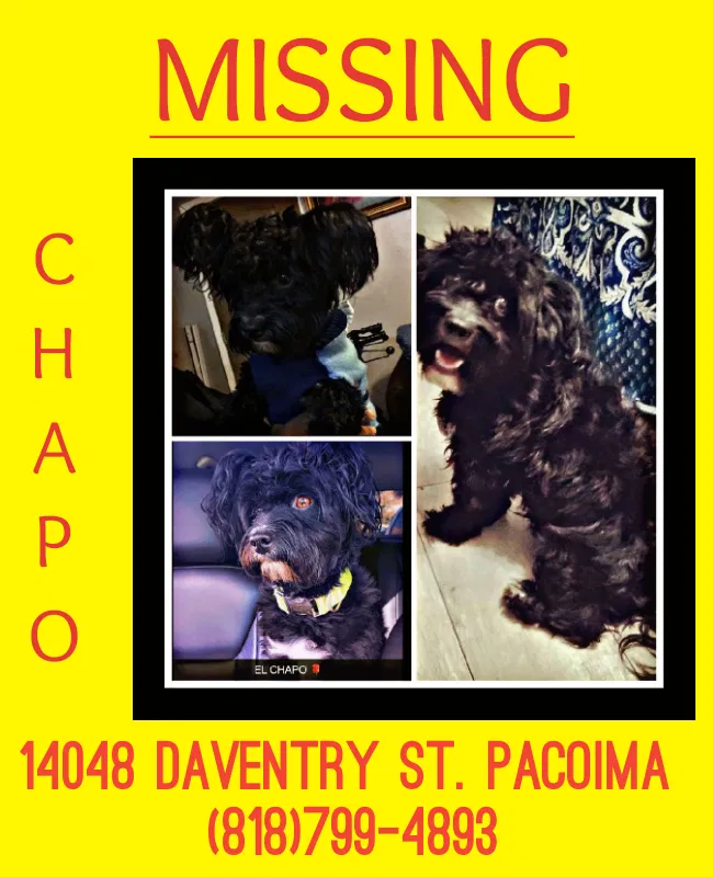 Lost dog in Pacoima, CA, 91331