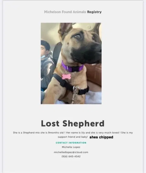 Lost dog in Sacramento, CA, 95838