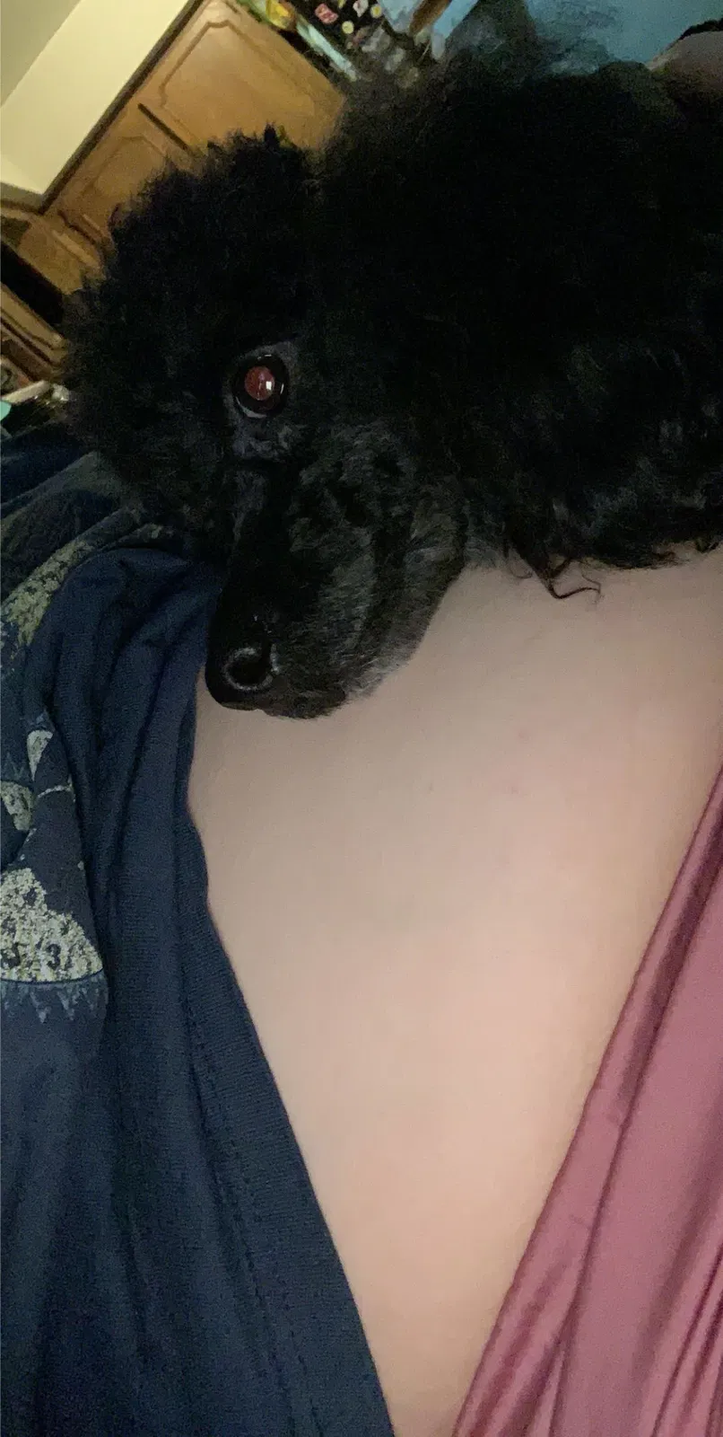 Lost dog in Baytown, TX, 77520