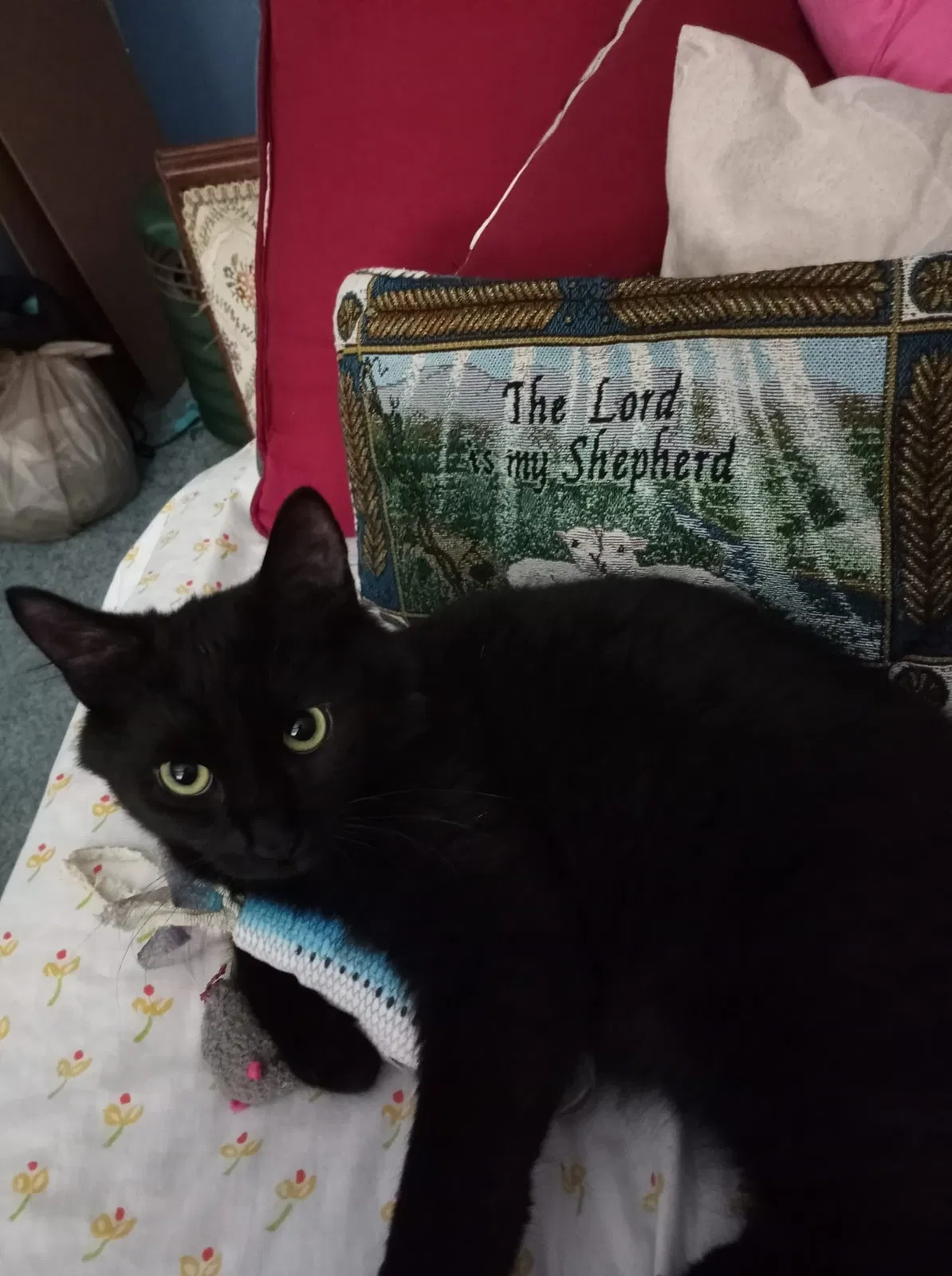 Lost cat in Maitland, FL, 32751