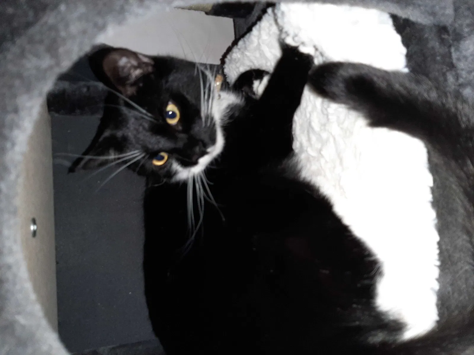 Lost cat in Dayton, TX, 77535