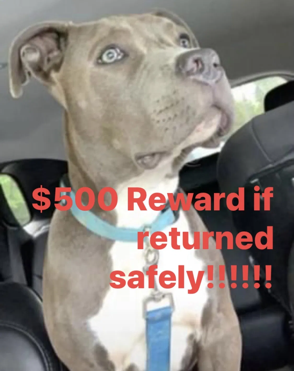 Lost dog in Lagrange, OH, 44050
