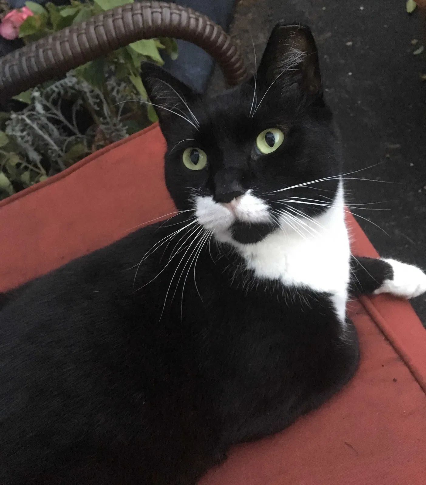 Lost cat in Haddonfield, NJ, 8033