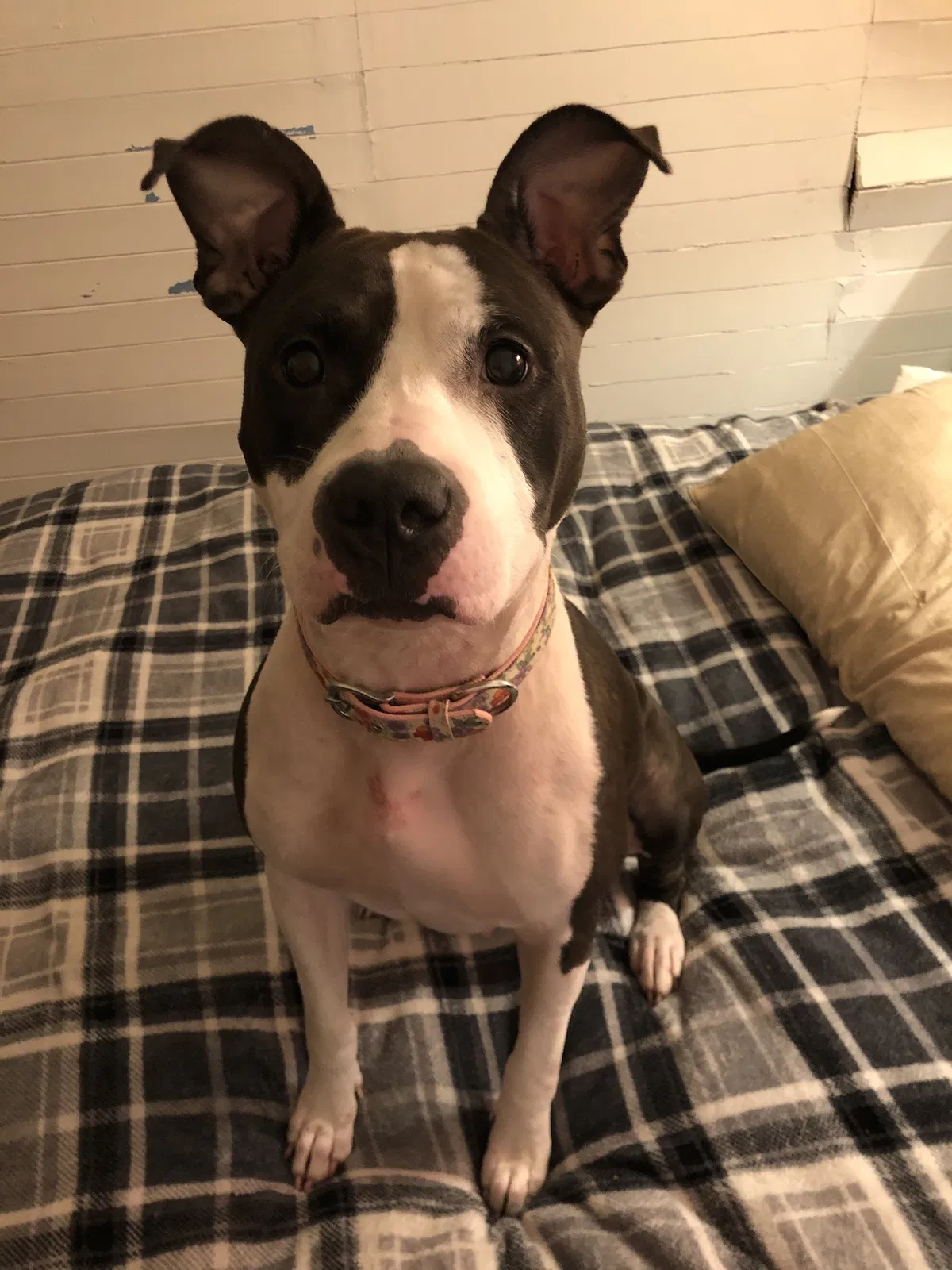 Lost dog in Port Orange, FL, 32129