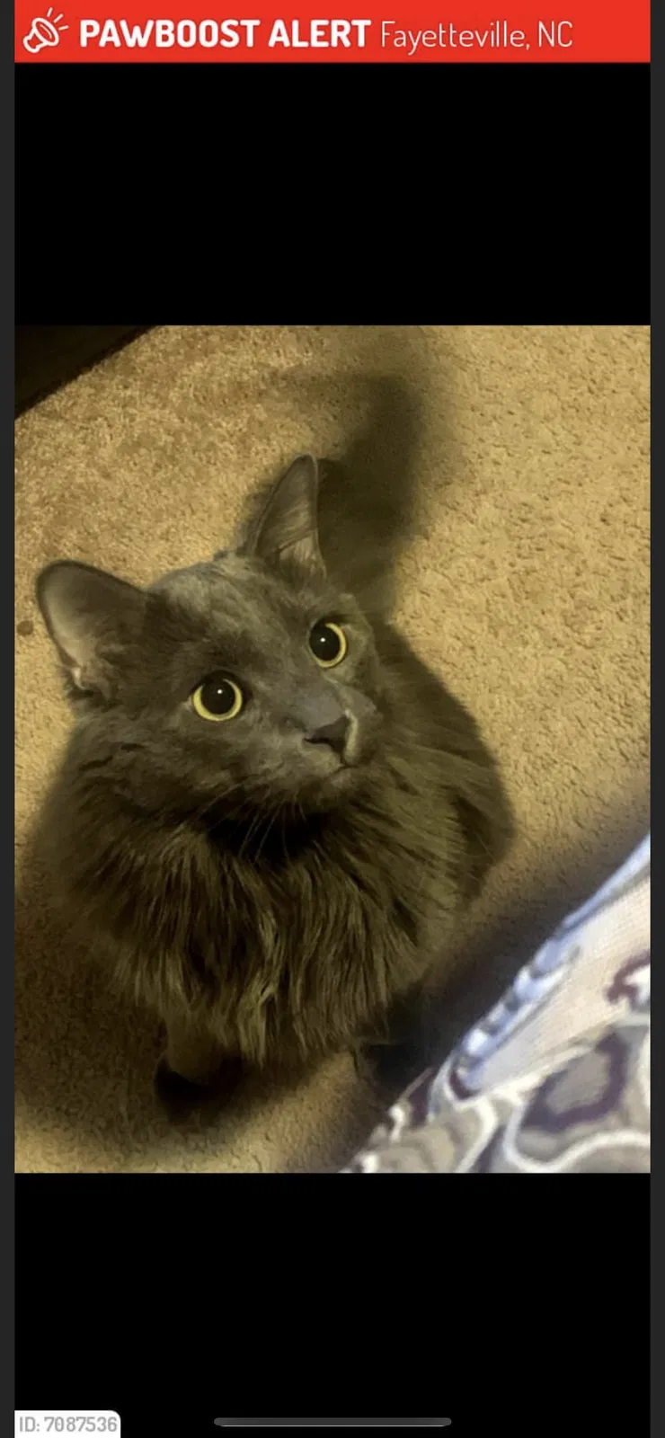 Lost cat in Fayetteville, NC, 28304