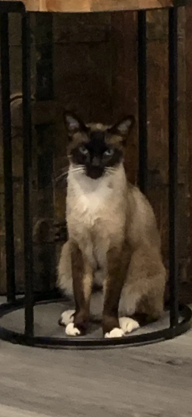 Lost cat in Simi Valley, CA, 93065