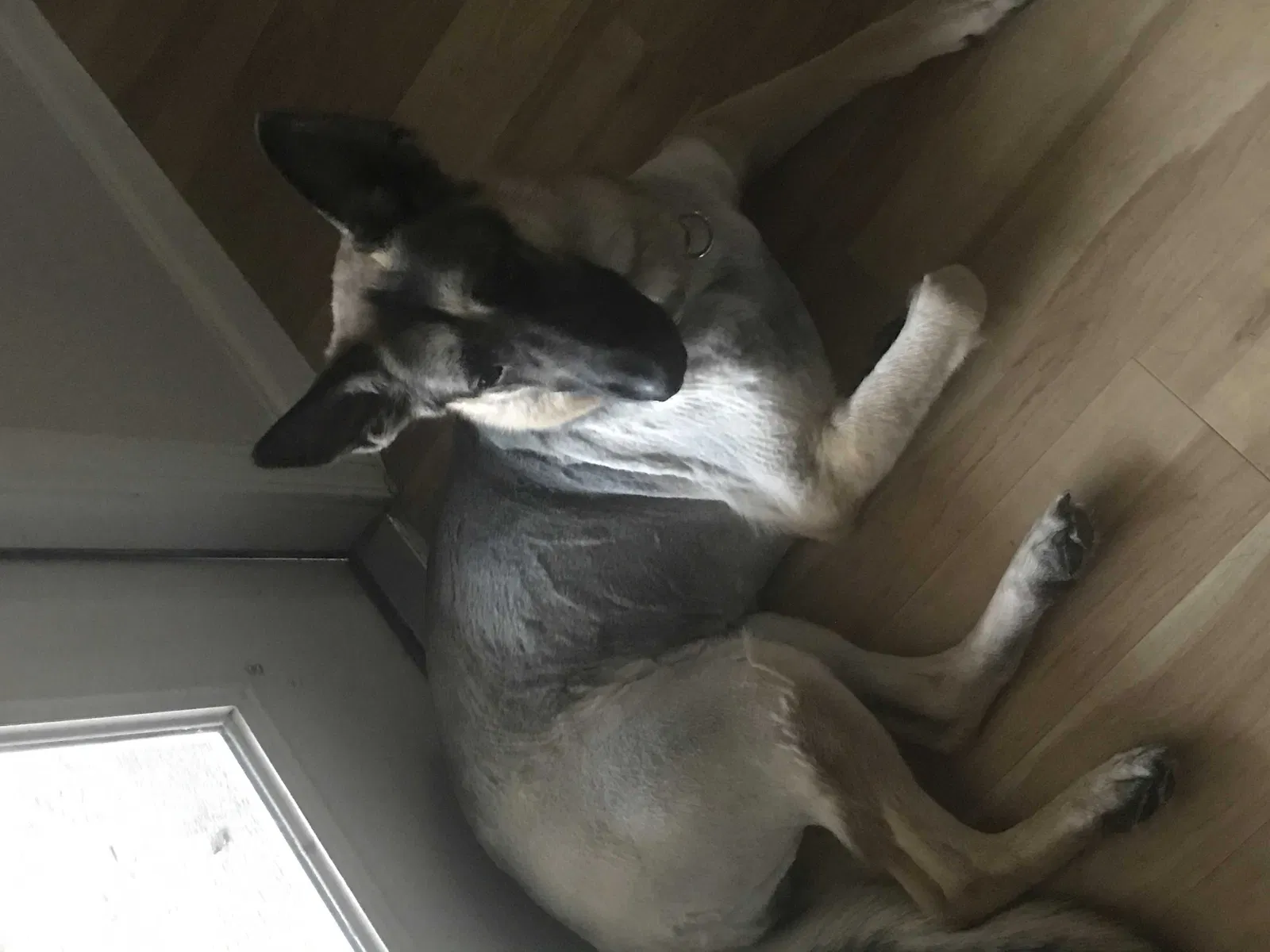 Lost dog in Fayetteville, NC, 28306
