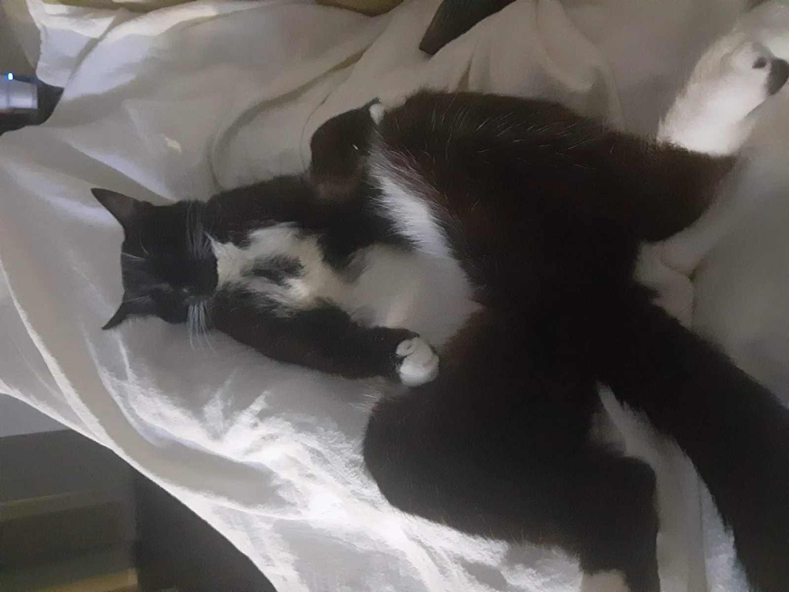 Lost cat in Denton, TX, 76209