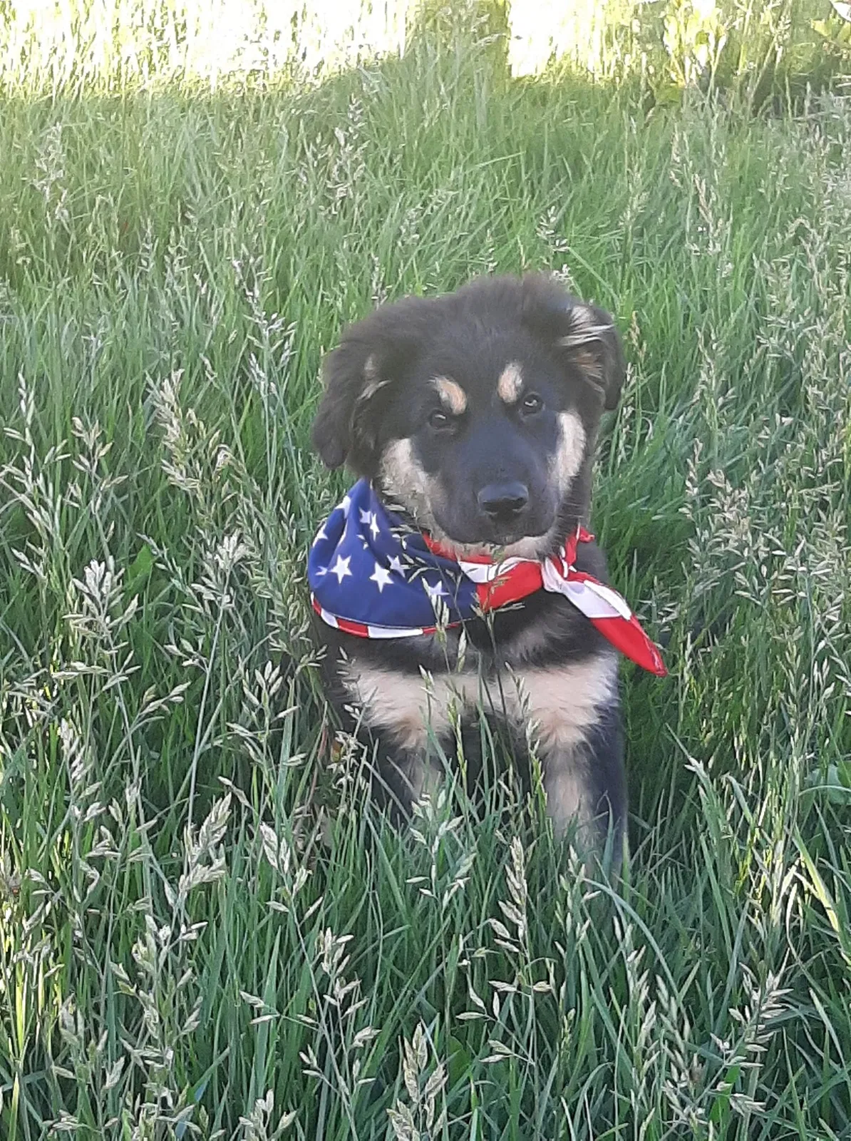 Lost dog in Lancaster, CA, 93535