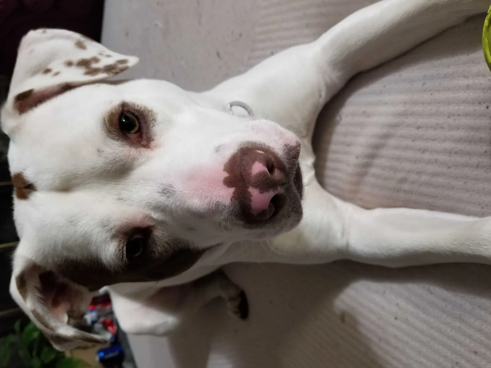 Lost dog in Harrison, ID, 83833