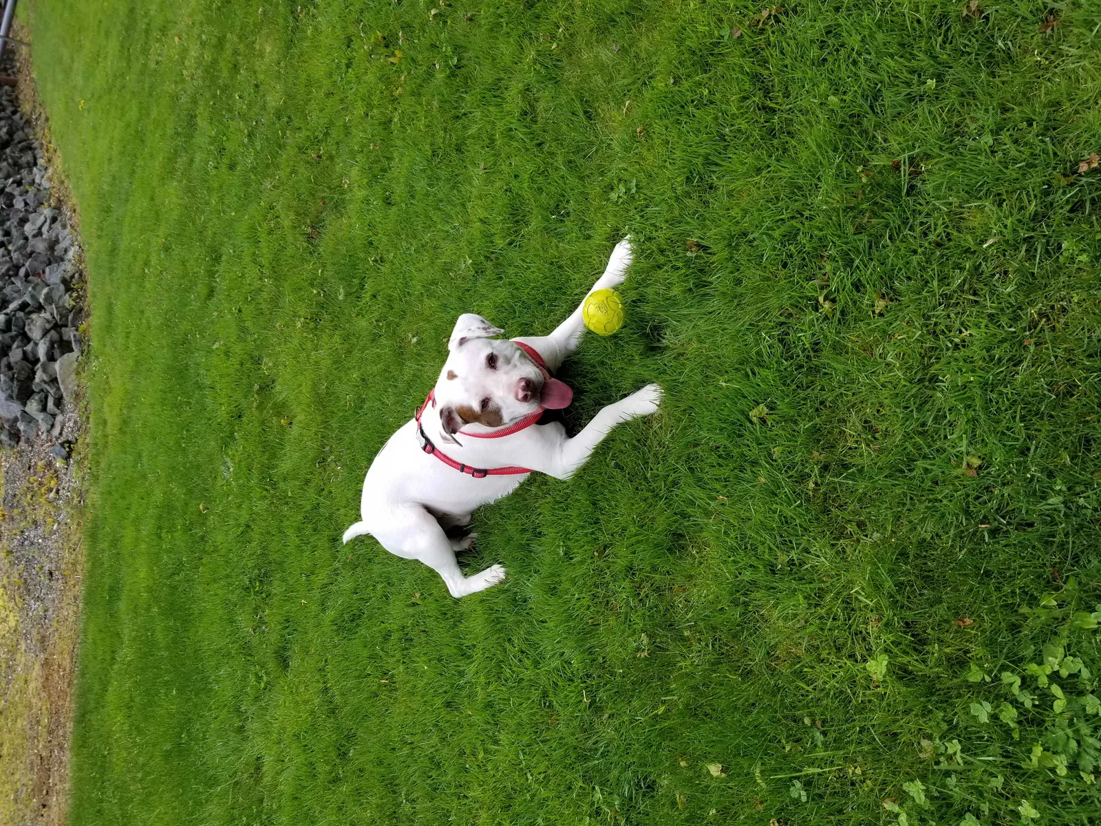 Lost dog in George, WA, 98824