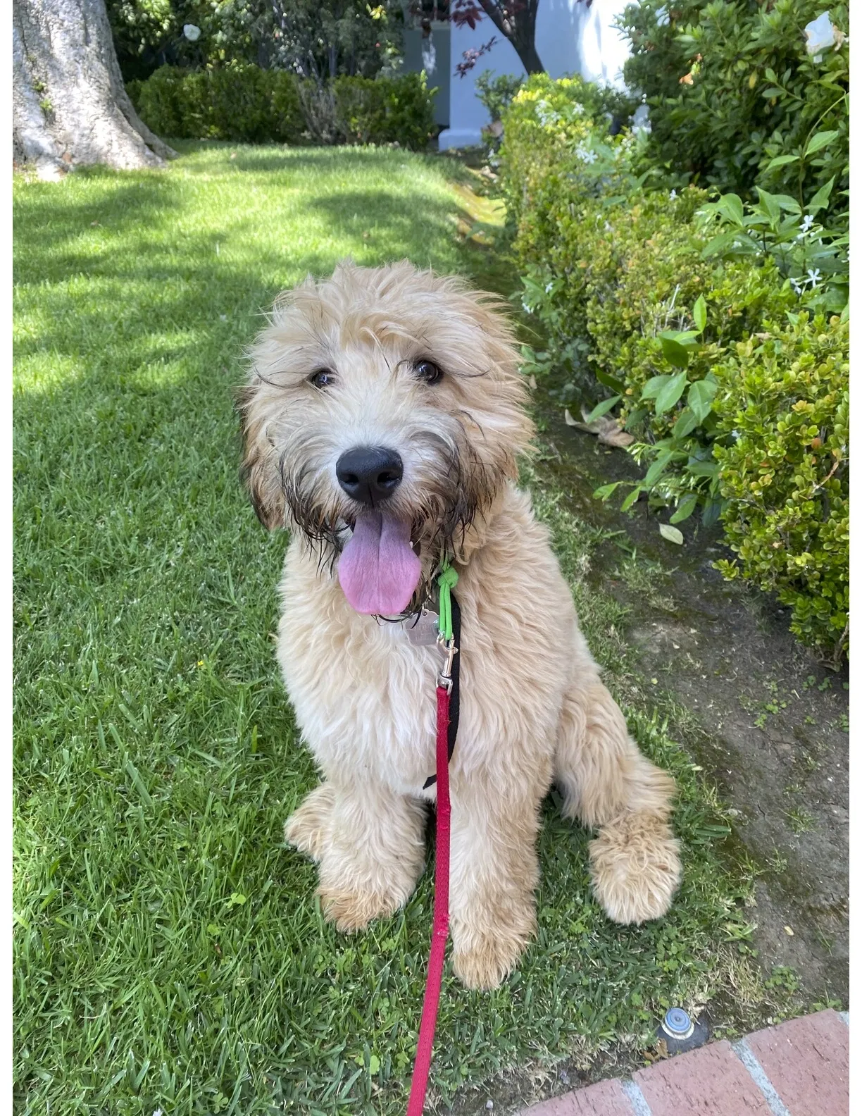 Lost dog in Los Angeles, CA, 90064