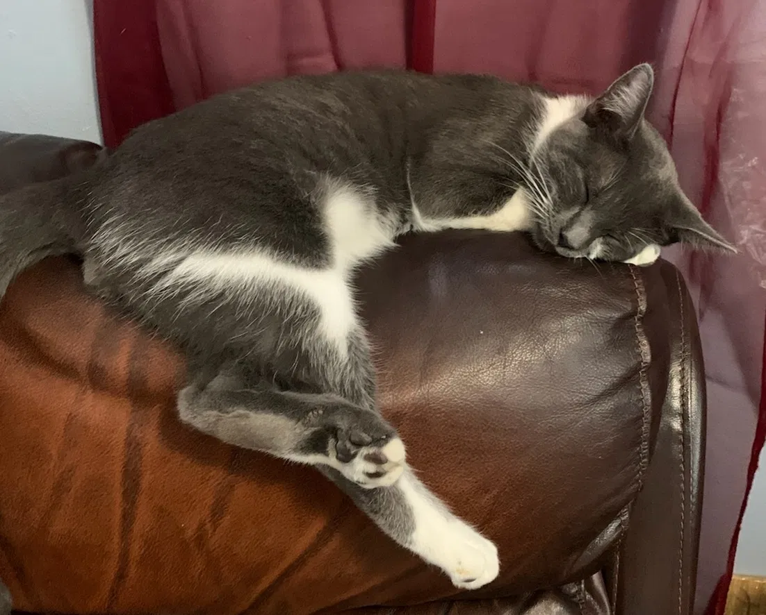 Lost cat in Corpus Christi, TX, 78418
