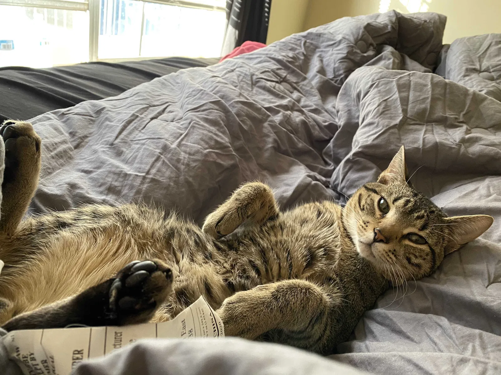 Lost cat in El Paso, TX, 79930