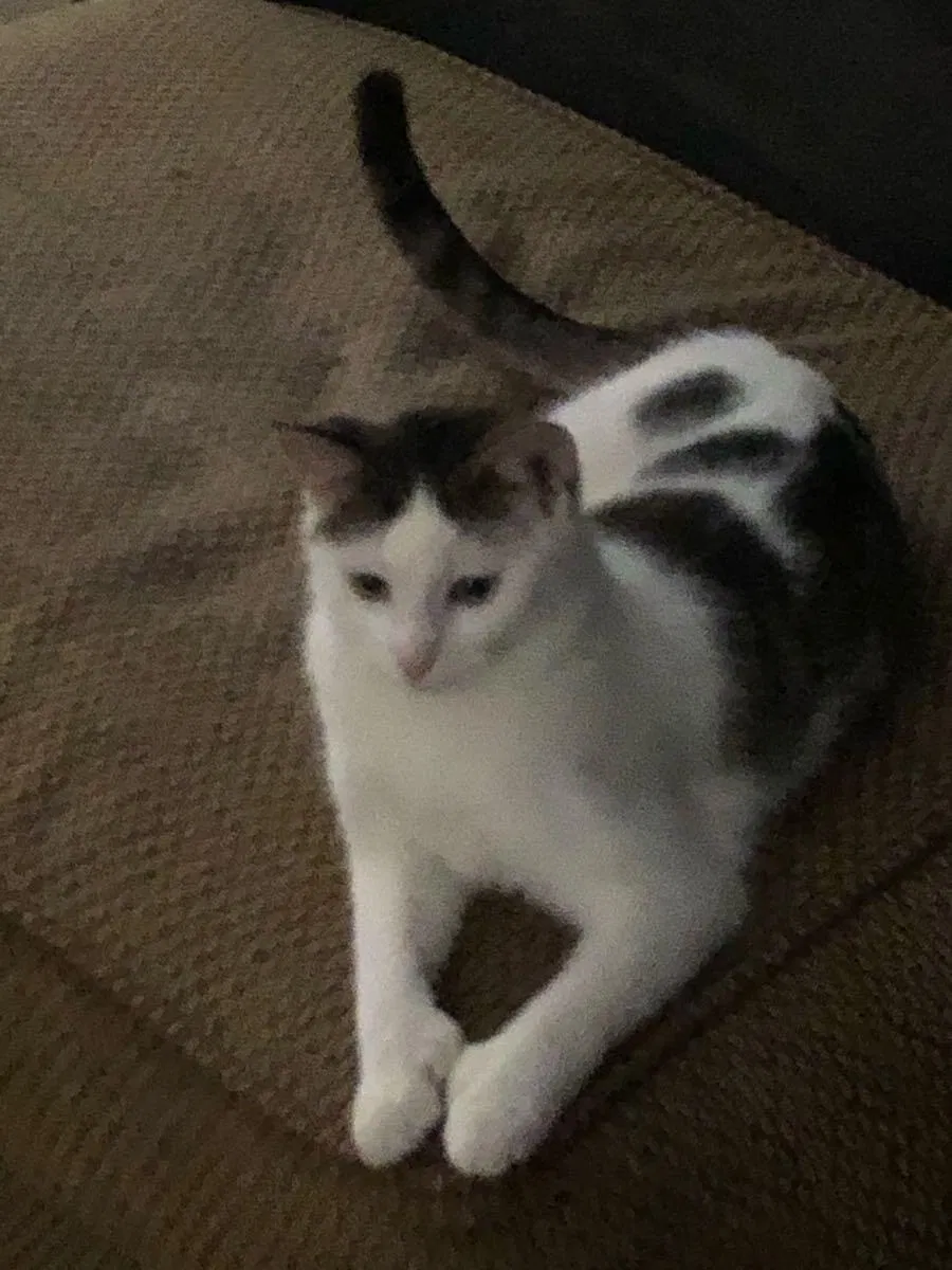 Lost cat in Lake In The Hills, IL, 60156
