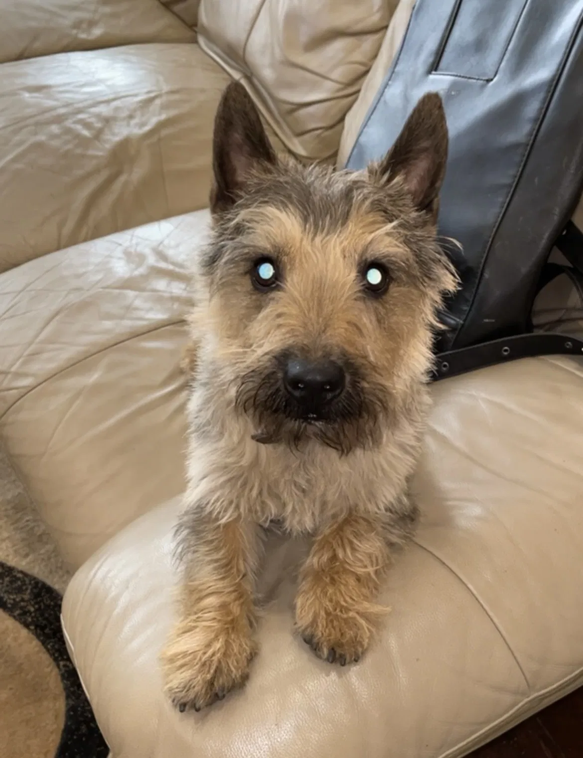 Lost dog in Chicago, IL, 60621