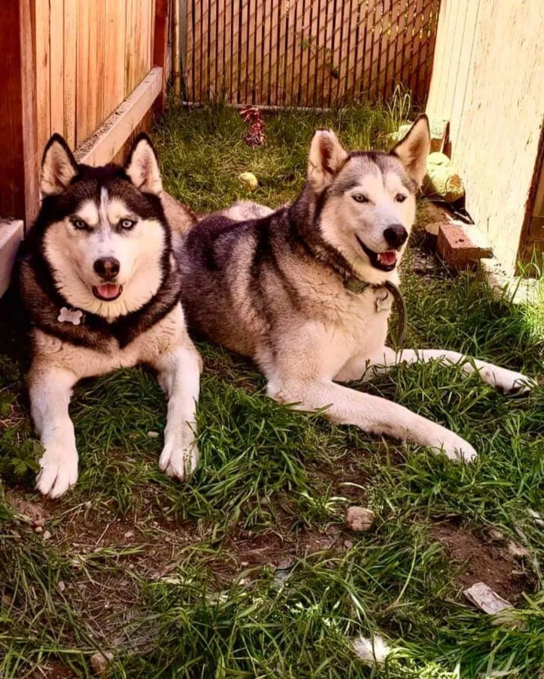 Lost dog in Auburn, WA, 98092