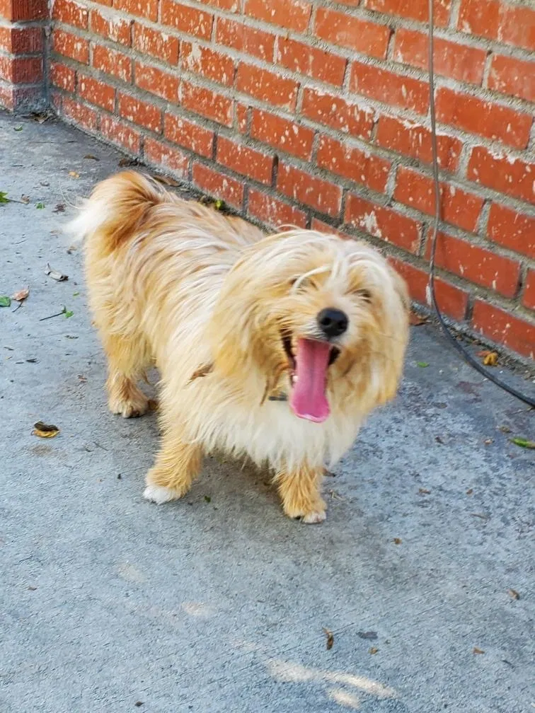 Lost dog in South Gate, CA, 90280