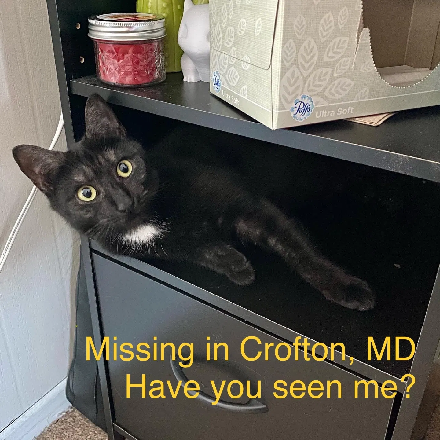Lost cat in Crofton, MD, 21114