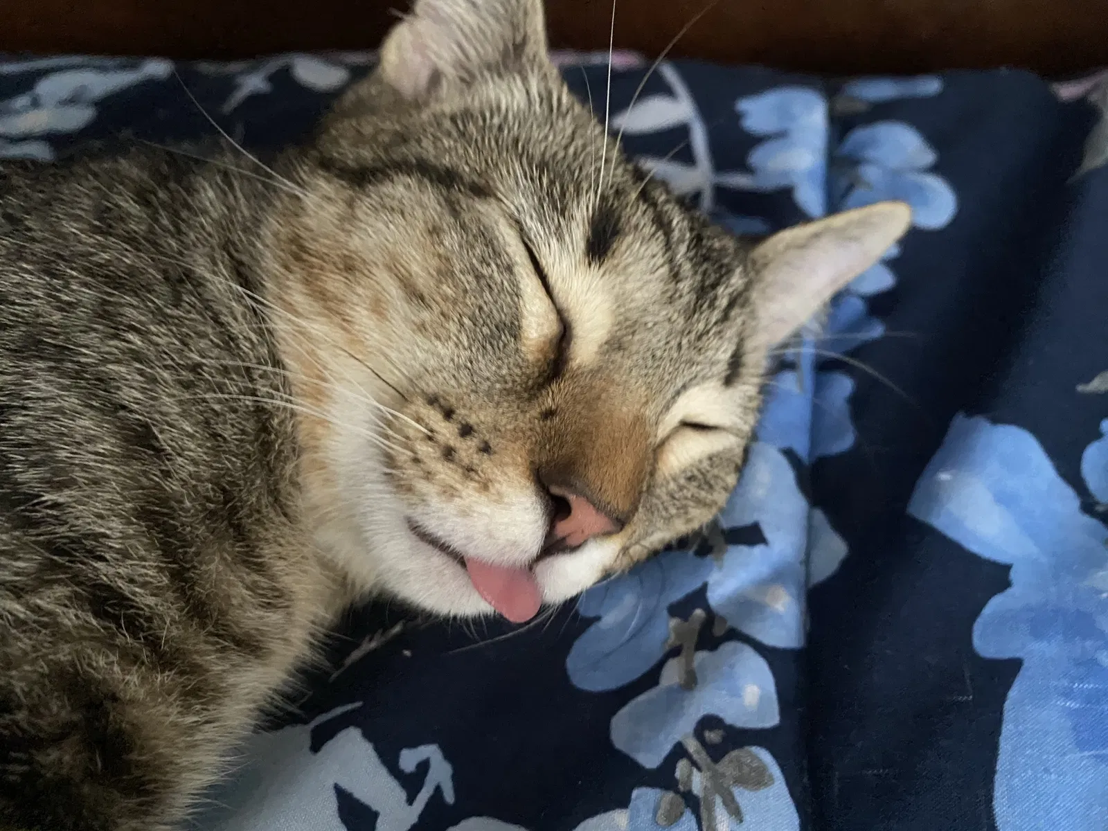 Lost cat in Columbia, SC, 29223