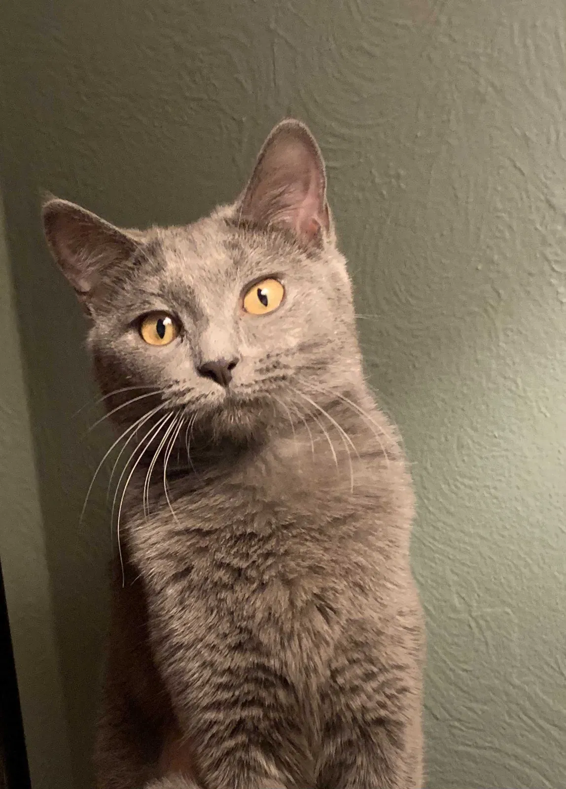 Lost cat in De Pere, WI, 54115