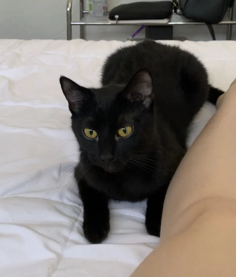 Lost cat in Salt Lake City, UT, 84120