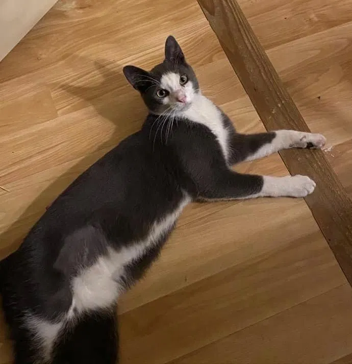 Lost cat in Plymouth Meeting, PA, 19462