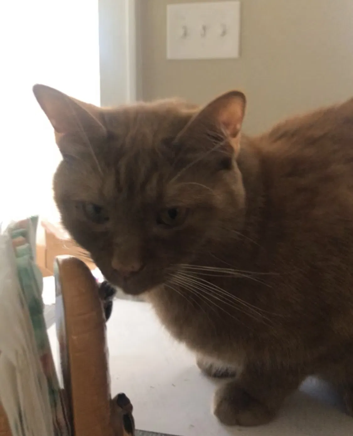 Lost cat in Winston Salem, NC, 27106