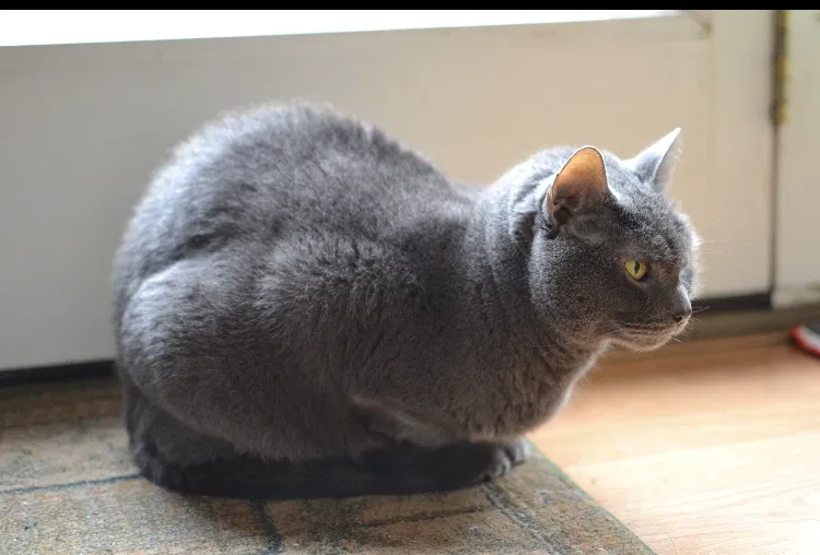 Lost cat in Ellington, CT, 6029