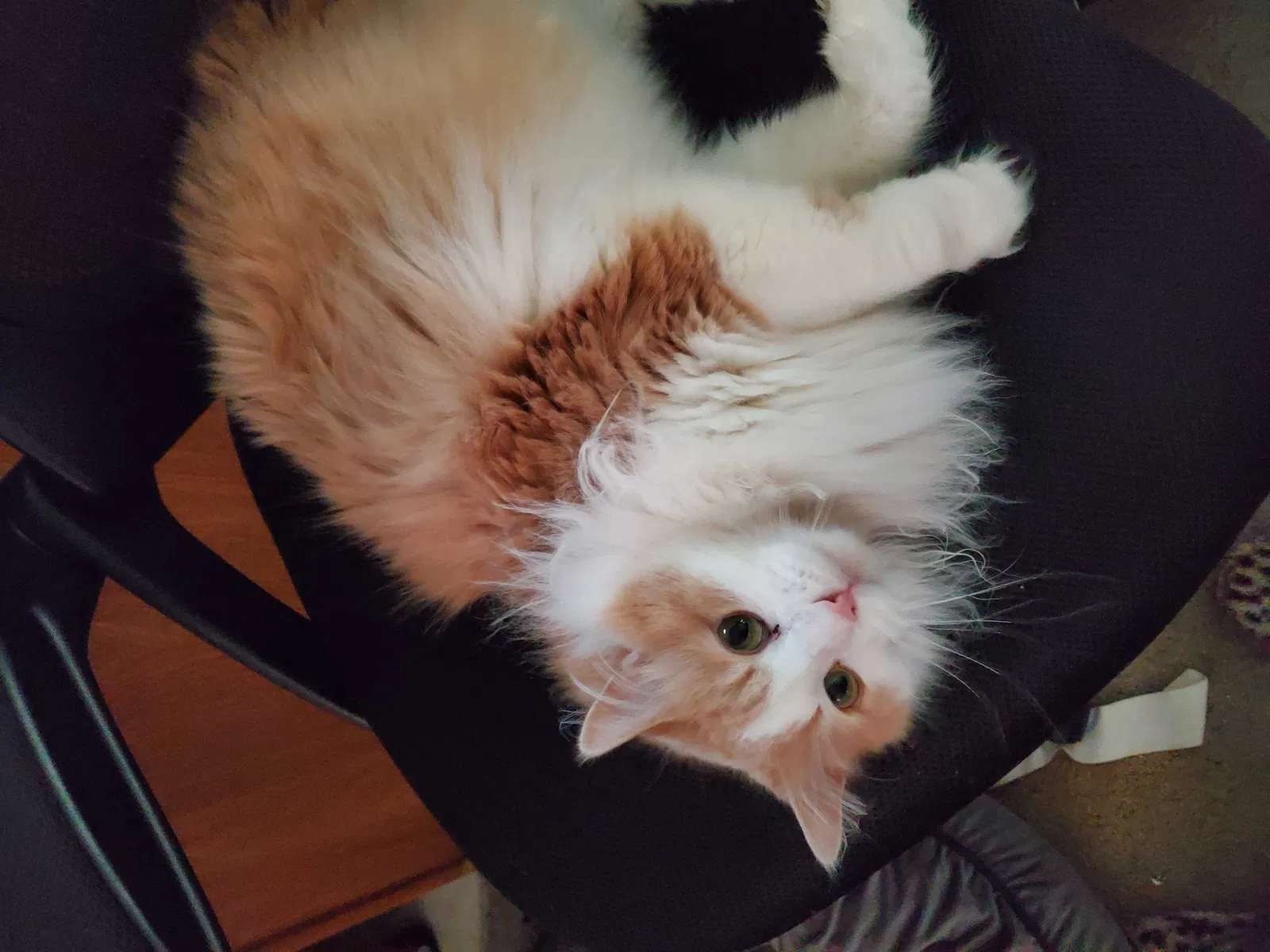 Lost cat in Saint Paul, MN, 55119