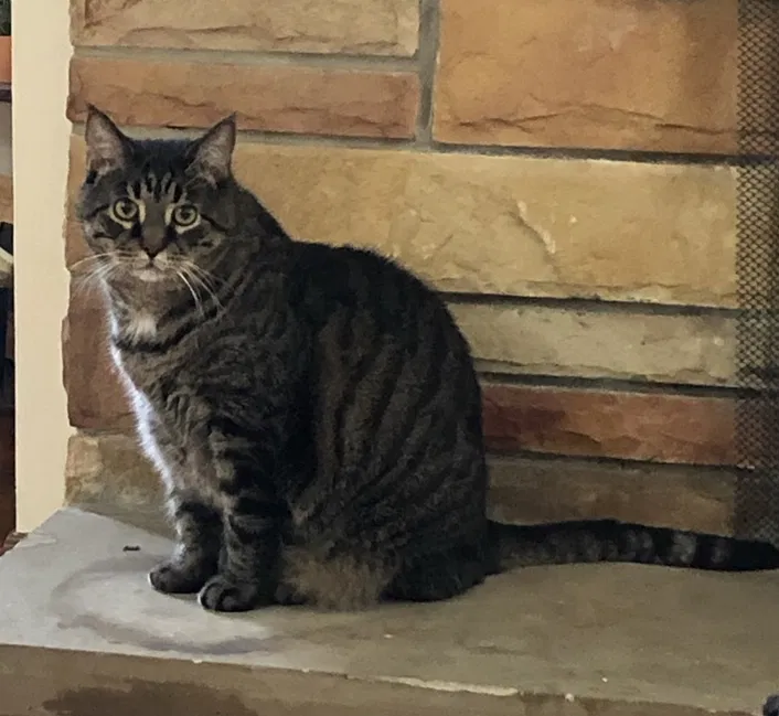 Lost cat in Youngstown, OH, 44515