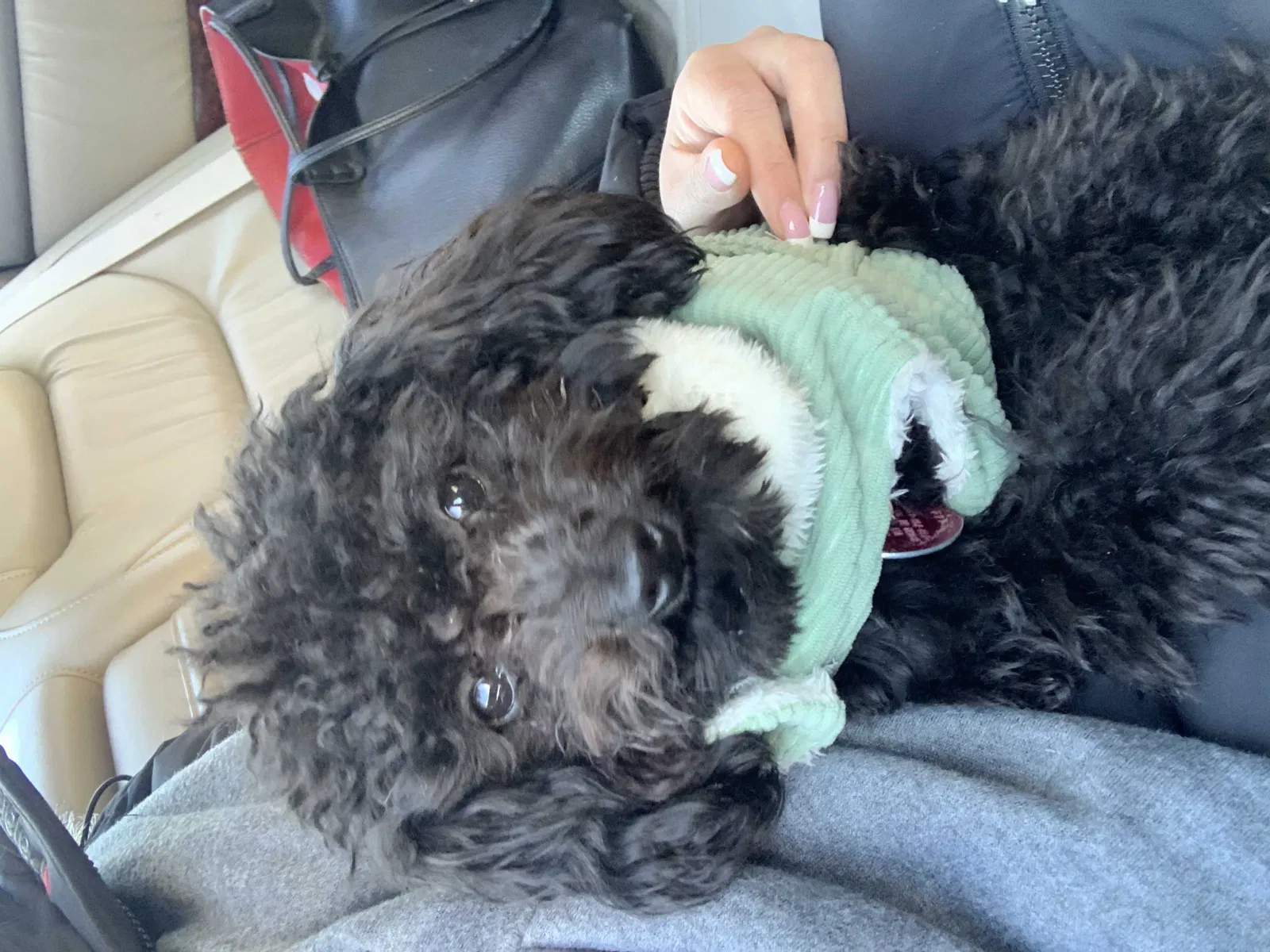 Lost dog in Bronx, NY, 10458
