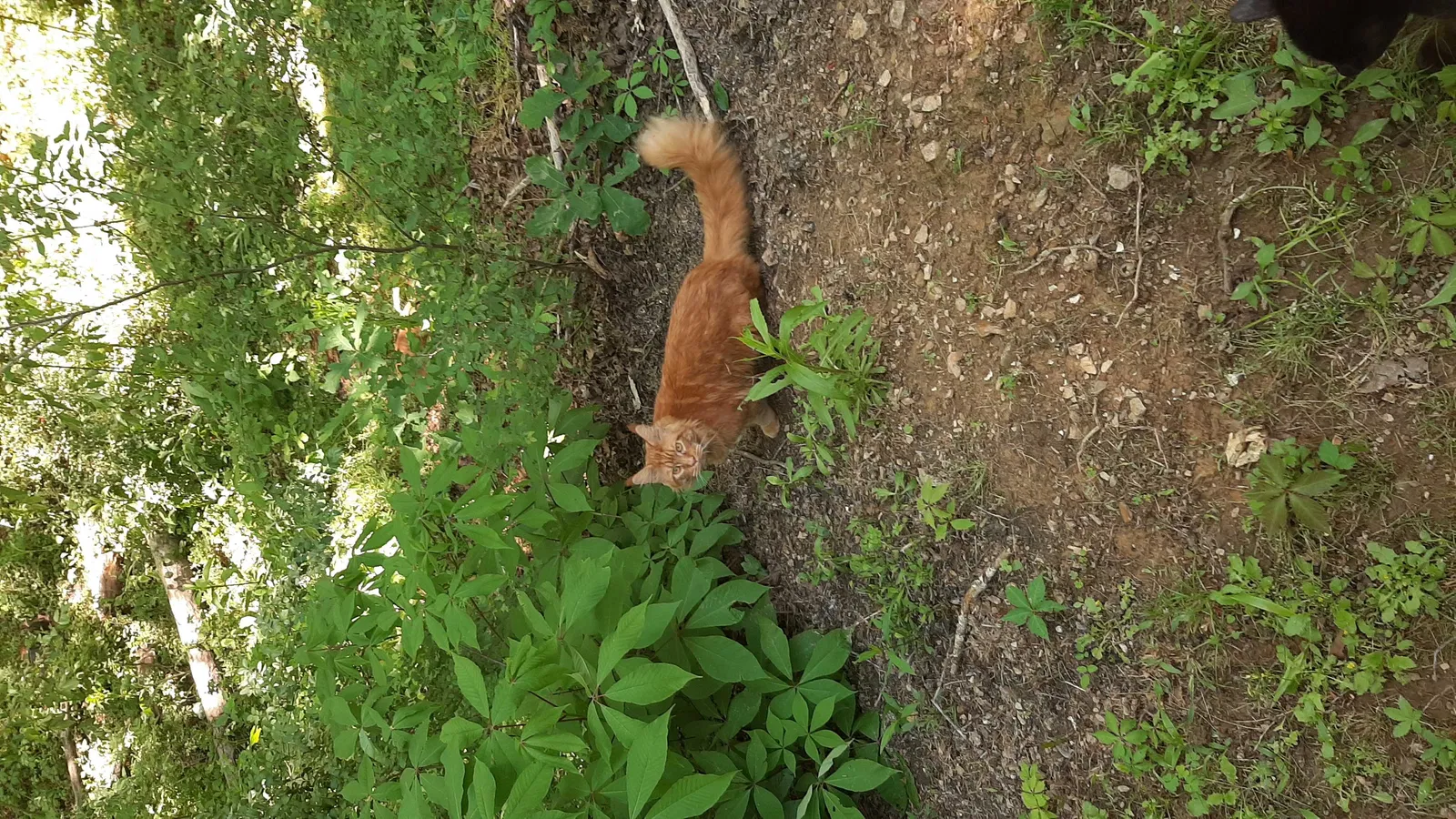 Lost cat in Pinson, AL, 35126