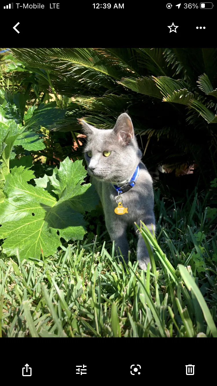 Lost cat in Duarte, CA, 91010