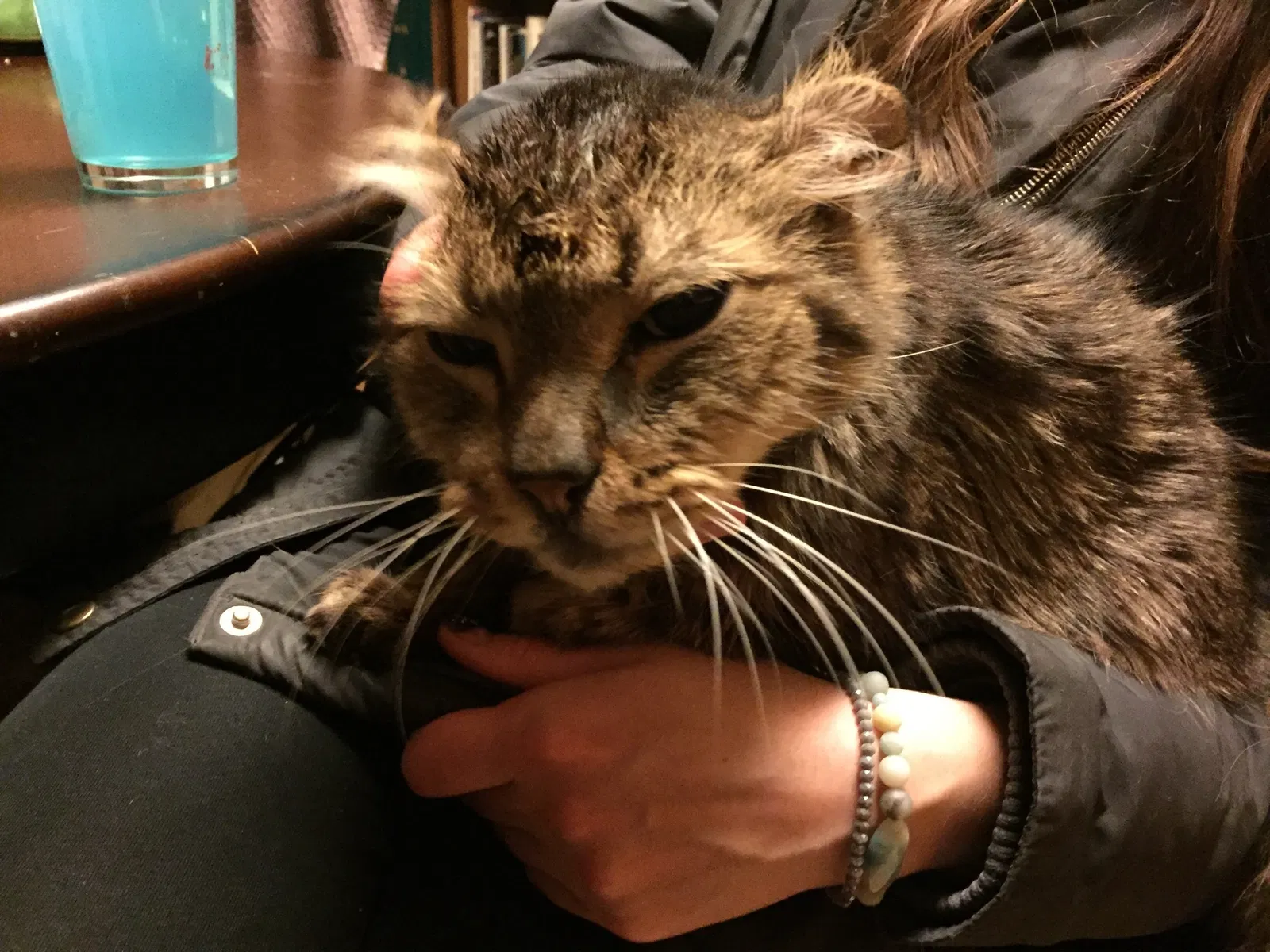Lost cat in Cleveland, OH, 44109