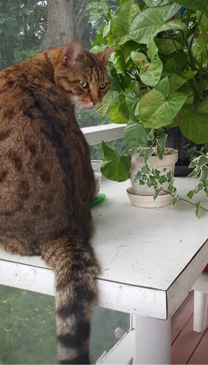 Lost cat in Randolph, MA, 2368