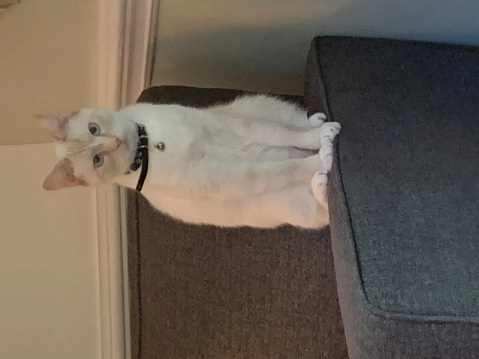 Lost cat in Matthews, NC, 28105