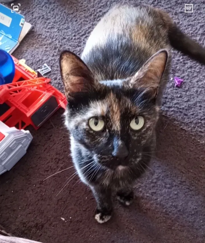 Lost cat in Fairfield, CA, 94534