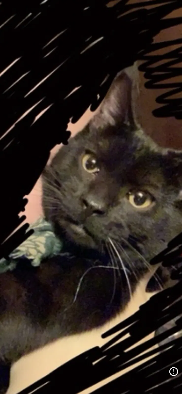 Lost cat in Kelso, WA, 98626