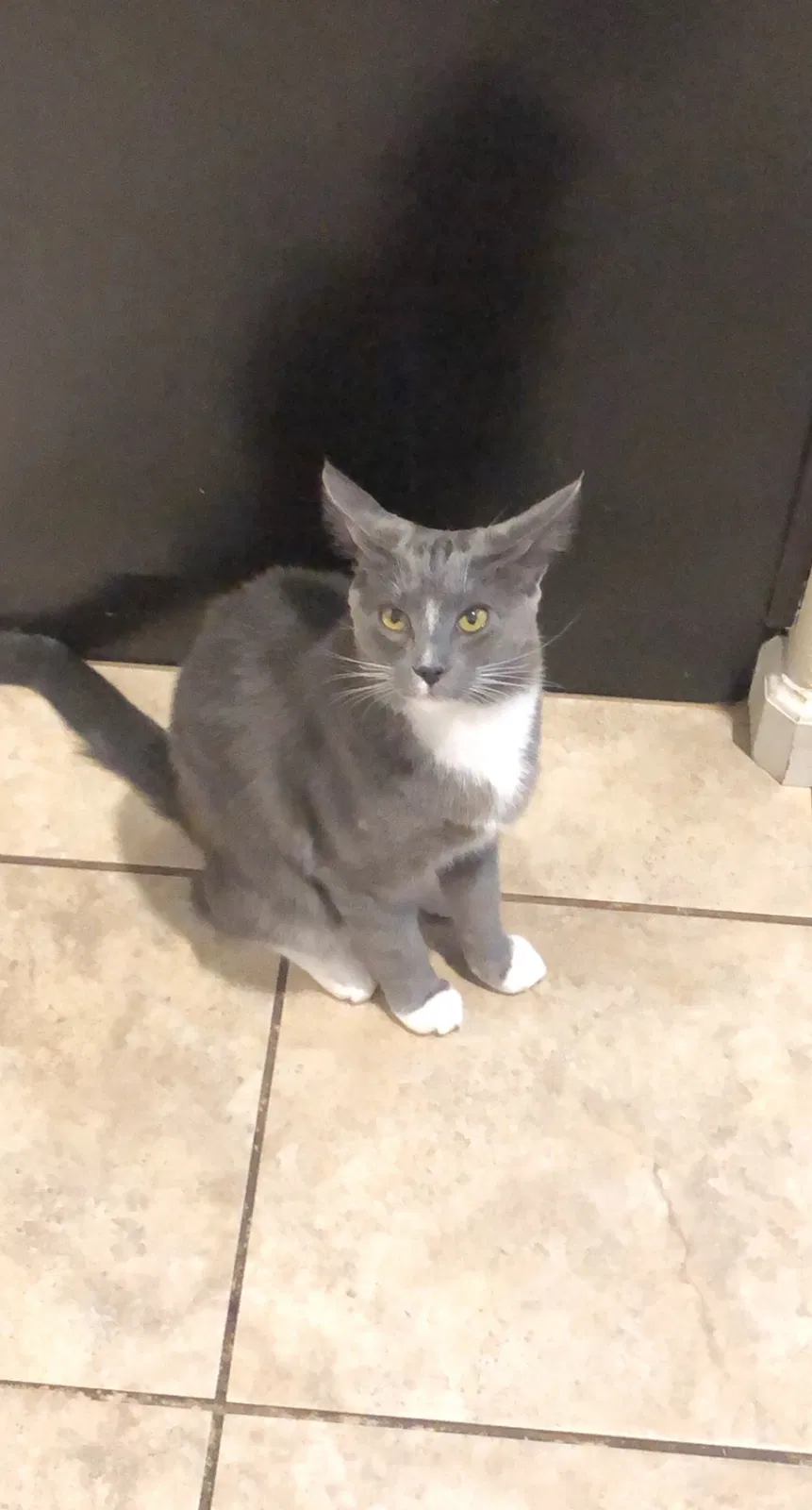 Lost cat in Ceres, CA, 95307