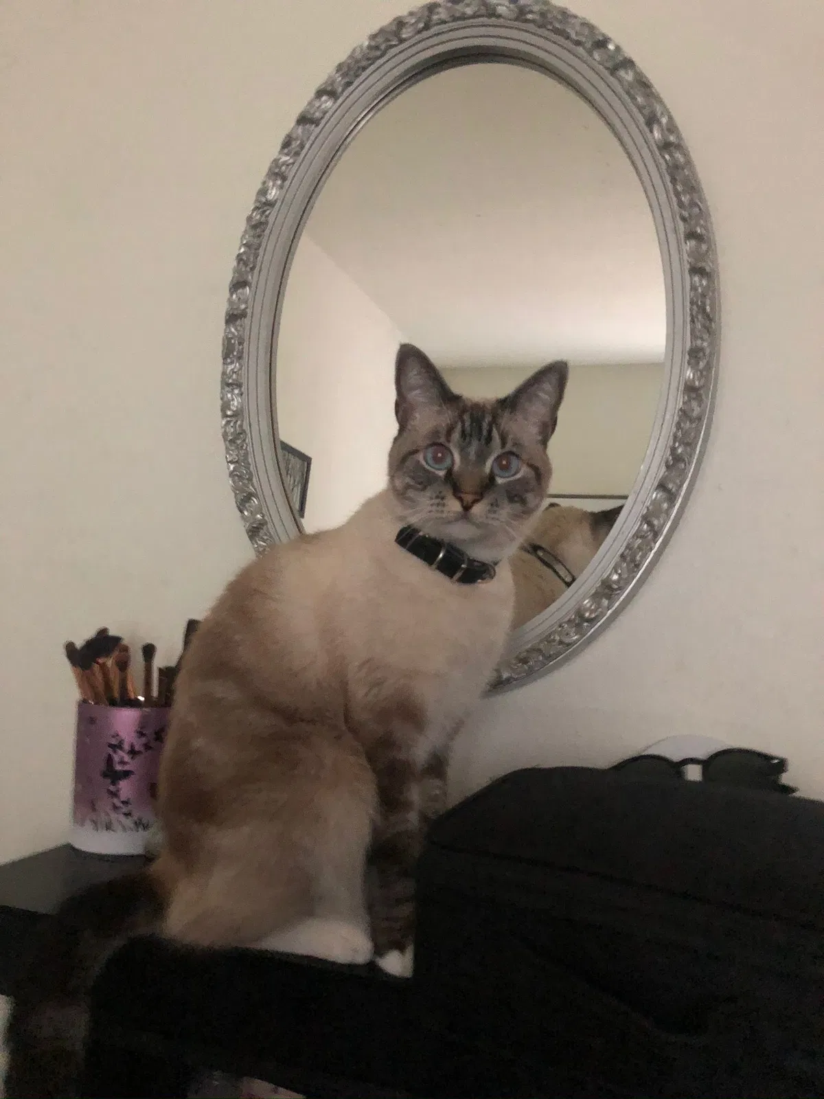 Lost cat in Montgomery, TX, 77316