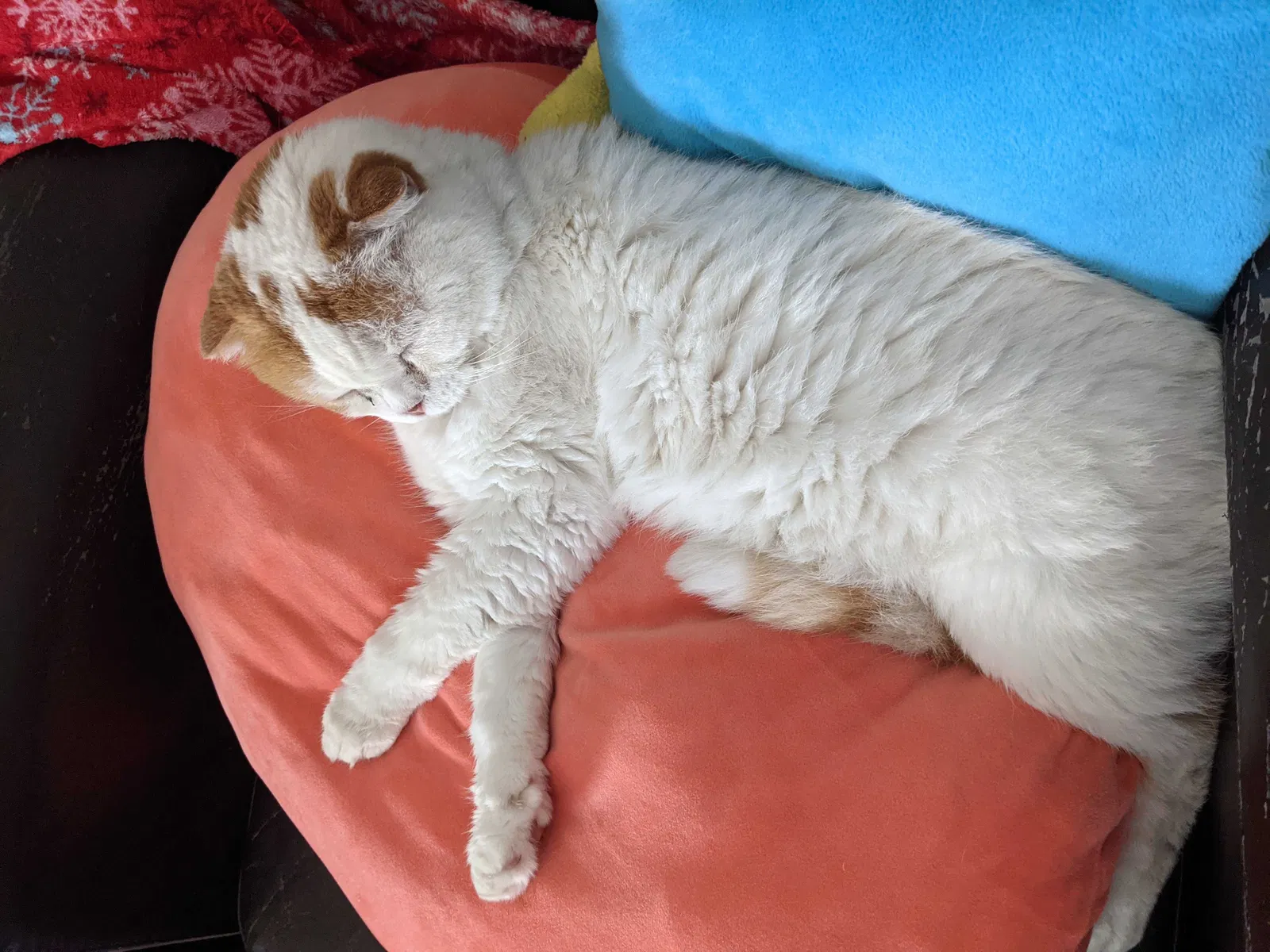 Lost cat in Flower Mound, TX, 75028