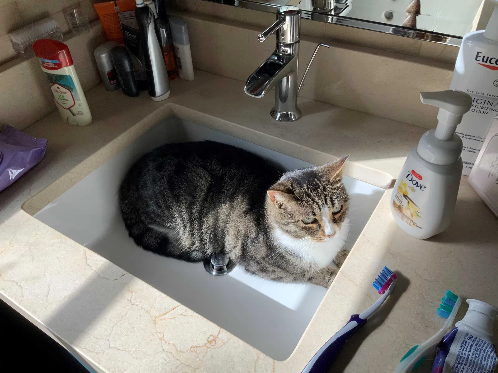 Lost cat in San Antonio, TX, 78212