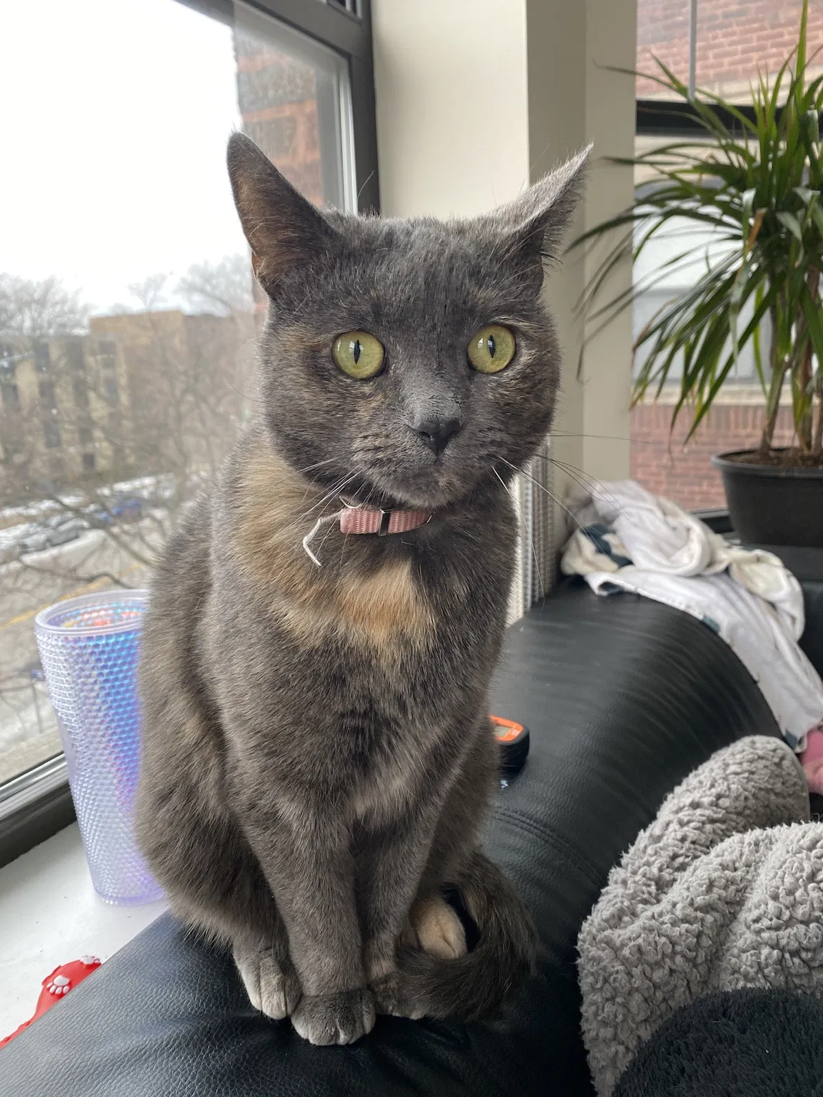 Lost cat in Chicago, IL, 60626