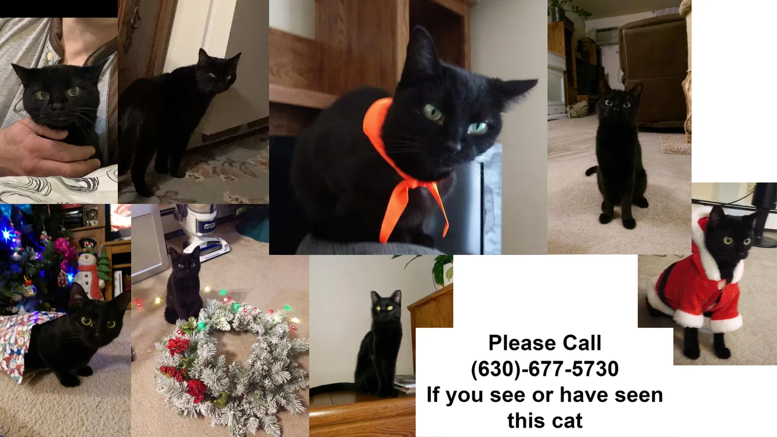 Lost cat in Westmont, IL, 60559