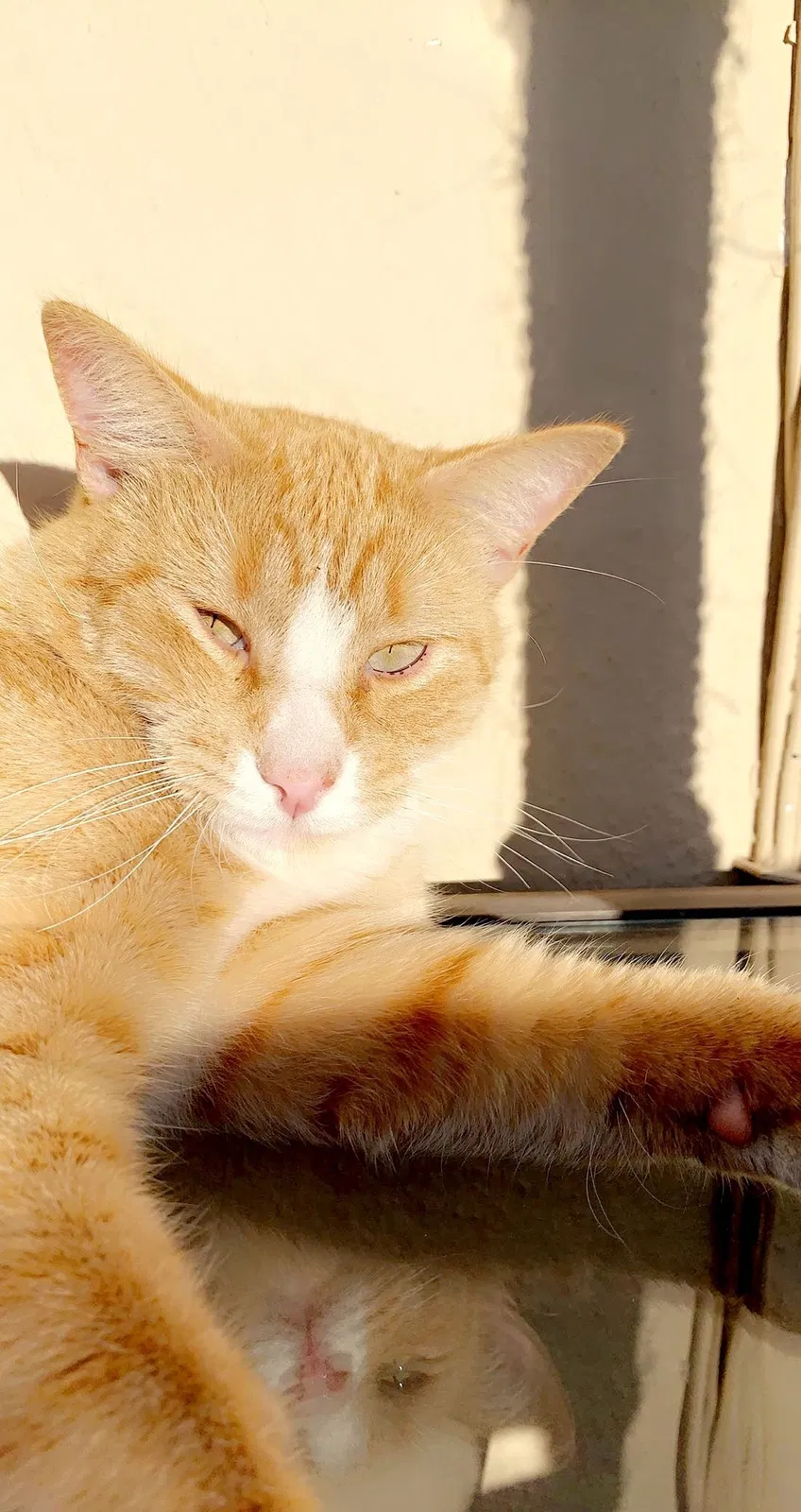 Lost cat in El Cerrito, CA, 94530